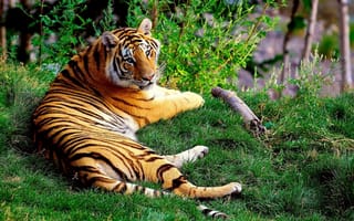 Картинка тигр, лежать, трава