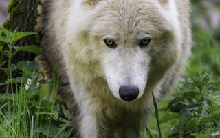 Картинка полярный волк, движение