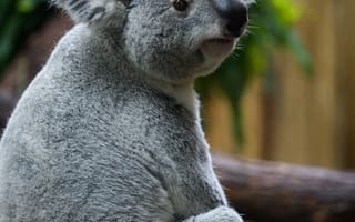 Картинка коала, животное