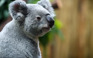 Картинка коала, нос
