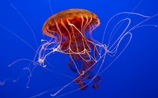 Картинка медуза, щупальца, 