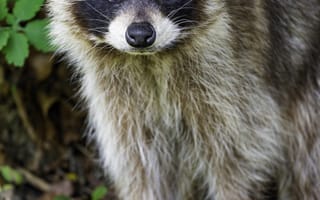 Картинка енот, животное, дикая природа