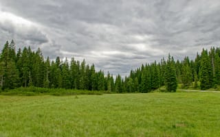 Картинка трава, поле, деревья