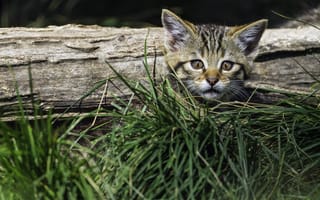 Картинка котенок, трава, дерево