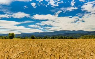 Картинка пшеница, колосья, поле