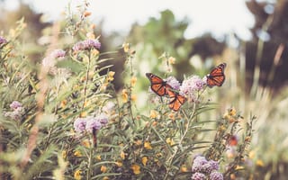 Картинка монарх, бабочка, цветы