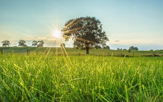 Картинка дерево, солнце, трава