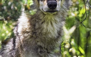 Картинка волчица, волк, хищник