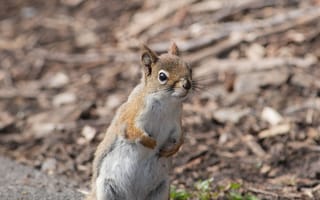 Картинка белка, животное, дикая природа