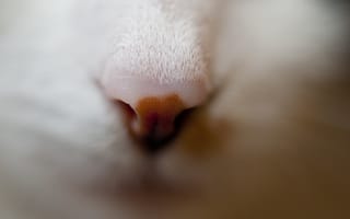 Картинка нос, кошка, морда