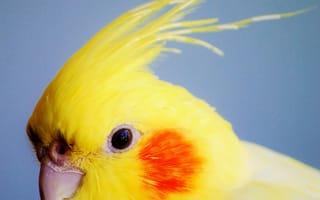 Картинка краснощекая корелла, попугай, клюв