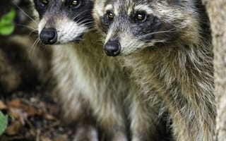 Картинка еноты, животные, дикая природа