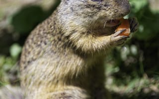 Картинка белка, животное, листья