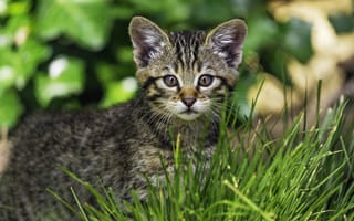 Картинка котенок, дикий, трава