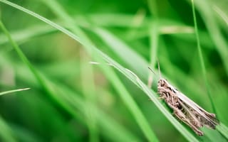 Картинка кузнечик, трава, насекомое