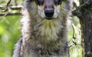 Картинка волчица, волк, хищник