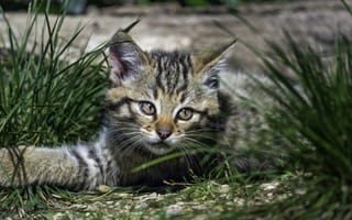 Картинка дикий котенок, котенок, трава