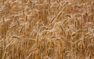 Картинка колосья, пшеница, поле