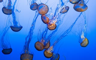 Картинка медузы, щупальца, синий