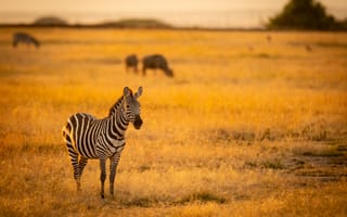 Картинка зебра, саванна, животное