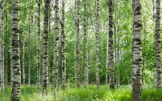 Картинка березовый лес, деревья, стволы