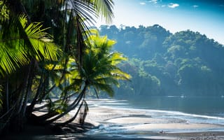 Картинка пальмы, берег, вода