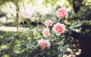Картинка розы, цветы, лепестки
