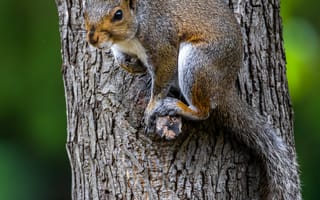 Картинка белка, дерево, дикая природа