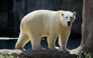 Картинка белый медведь, медведь, животное