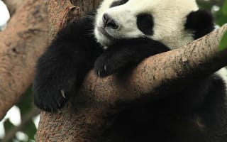 Картинка панда, животное, сон