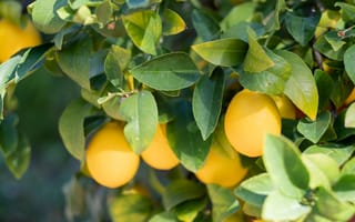 Картинка лимон, фрукт, листья