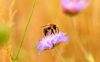 Картинка пчела, цветок, макро
