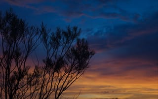 Картинка закат, деревья, небо