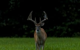 Картинка олень, трава, животное