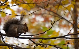Картинка белка, ветки, грызун