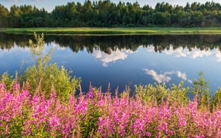 Картинка цветы, трава, река