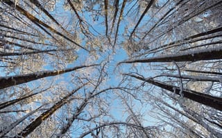 Картинка деревья, ветки, снег