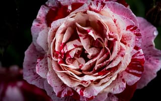 Картинка роза, розовый, цветок