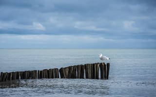 Картинка чайка, бревна, море