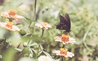 Картинка парусник поликсена, бабочка, цветы