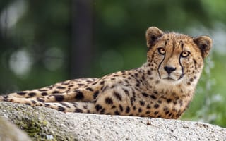 Картинка гепард, большая кошка, глаза