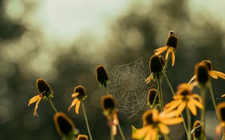 Картинка паутина, цветы, размытие