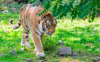 Картинка сибирский тигр, хищник, большая кошка