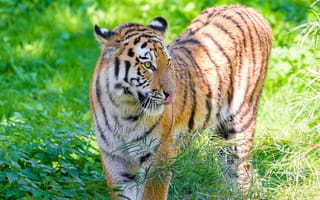 Картинка сибирский тигр, высунутый язык, хищник