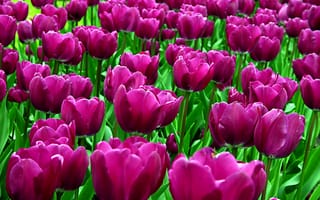 Картинка тюльпаны, цветы, фиолетовые