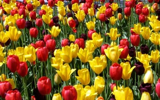 Картинка тюльпаны, цветы, разные
