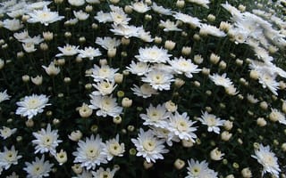 Картинка хризантемы, цветы, белые