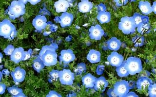 Картинка немофилы, цветы, голубые