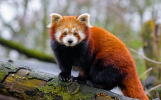 Картинка красная панда, лапы, дерево