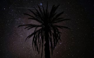 Картинка пальма, силуэт, звездное небо